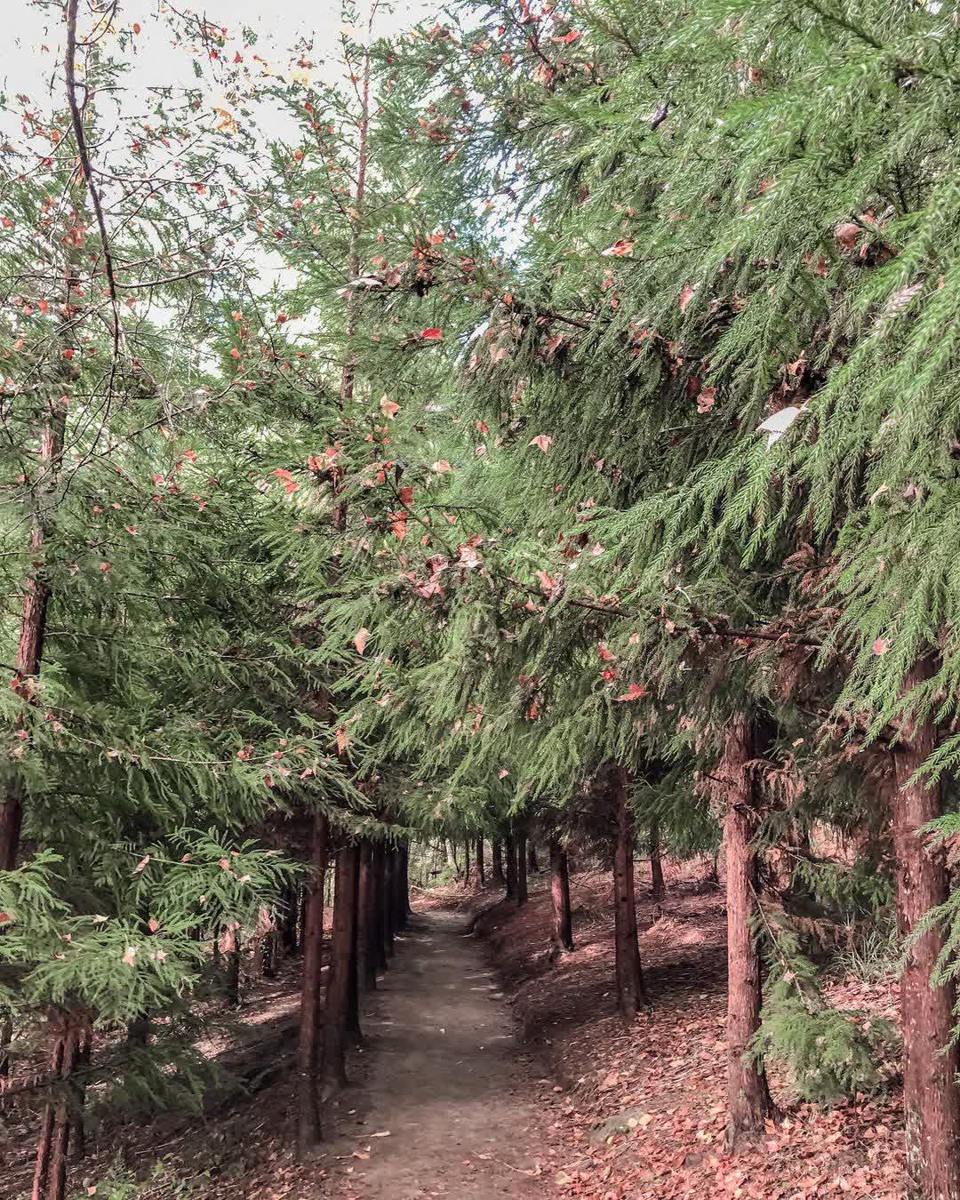 司馬庫斯巨木群步道 | 去趣 chicTrip