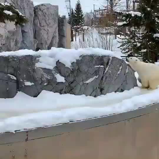 旭山動物園 | 去趣 chicTrip