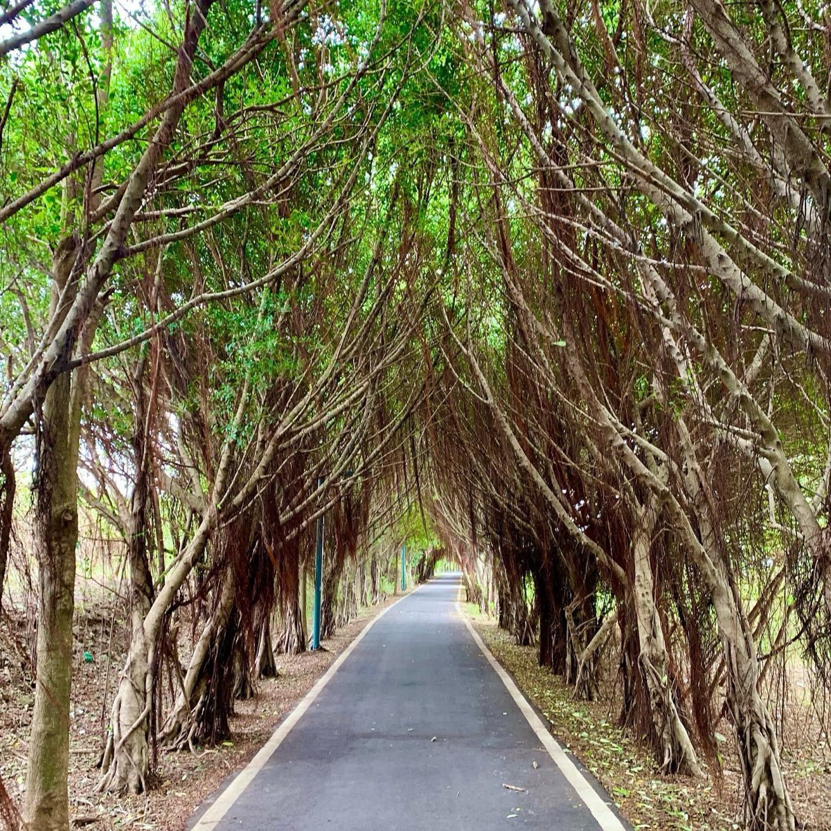 香山濕地賞蟹步道 | 去趣 chicTrip