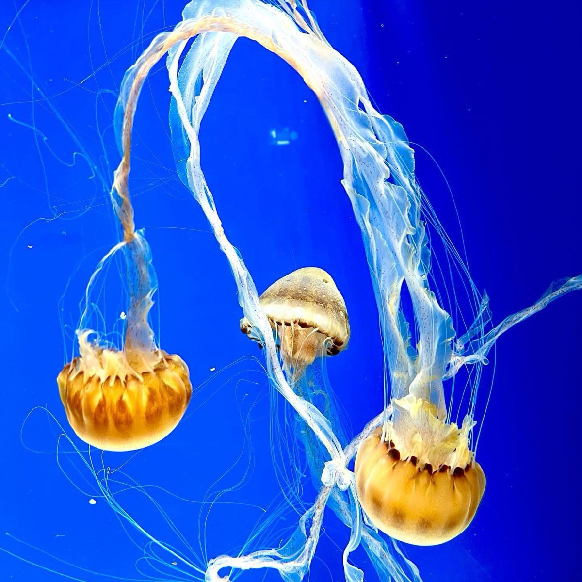 Xpark 水族館 | 去趣 chicTrip