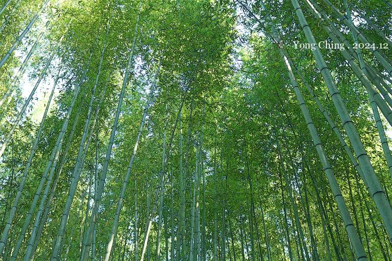 嵐山竹林小徑 | 去趣 chicTrip