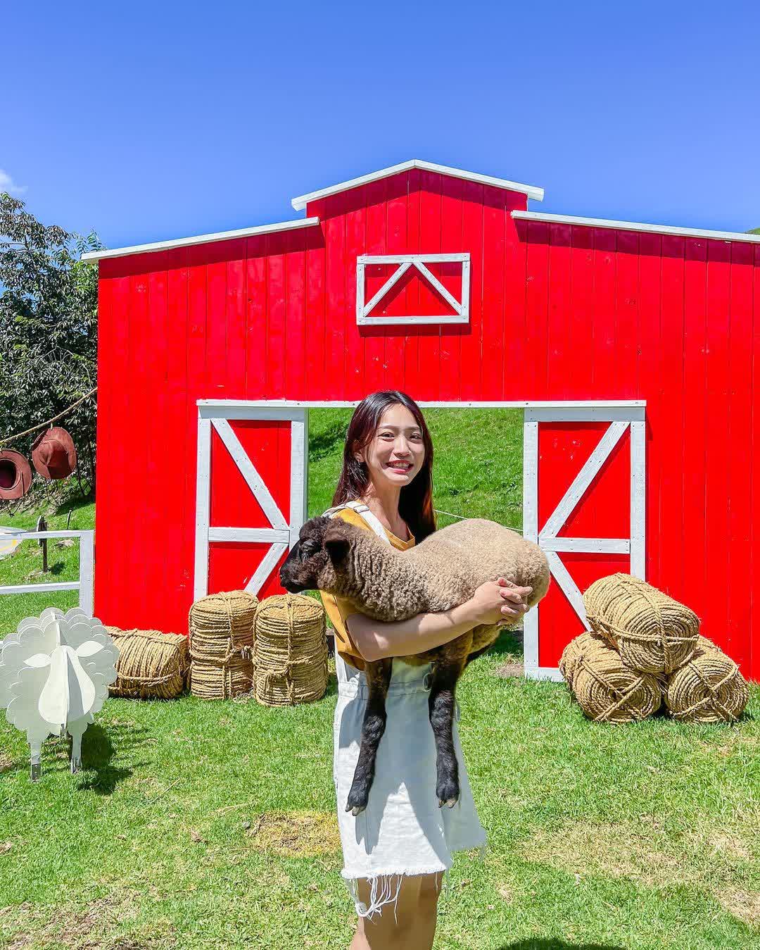 清境農場綿羊秀 | 去趣 chicTrip