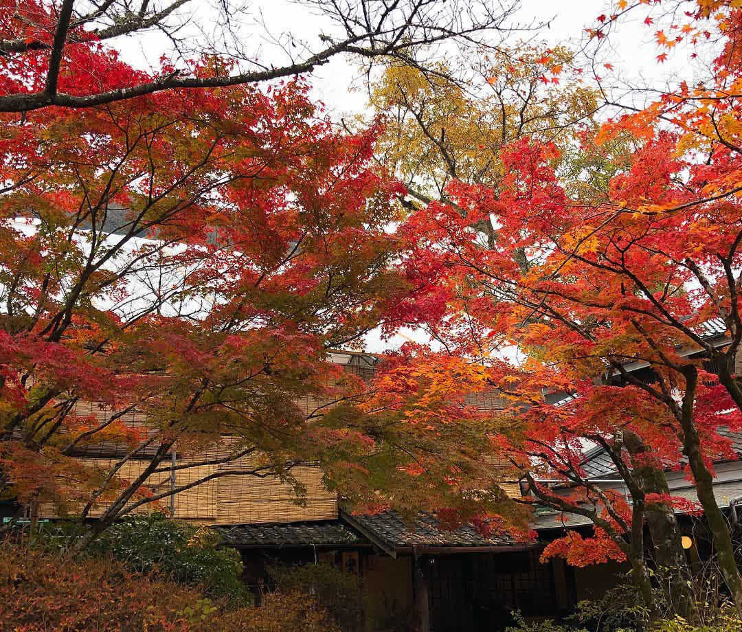 金鱗湖 | 去趣 chicTrip