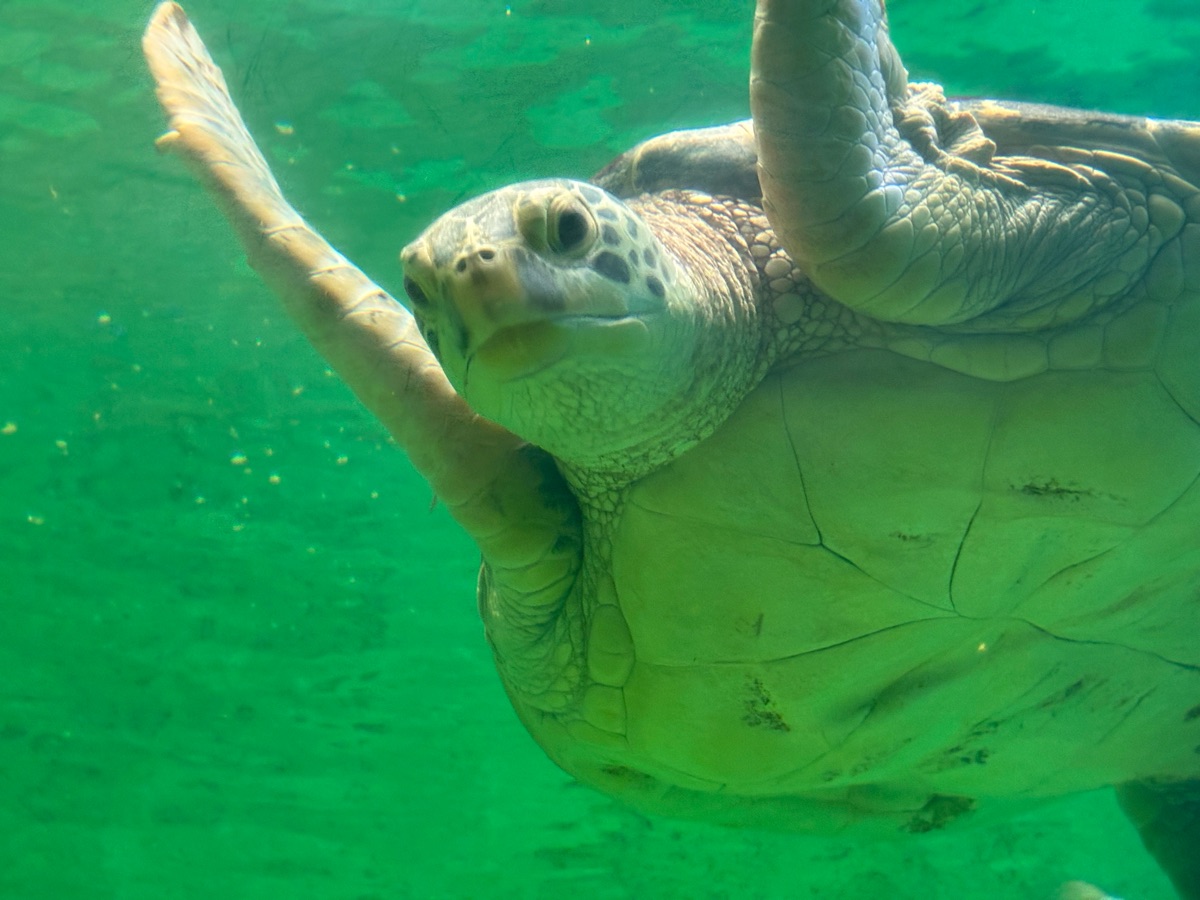 鳥羽水族館 | 去趣 chicTrip