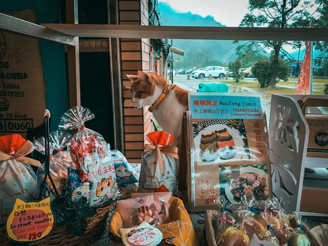 猴硐貓村 | 去趣 chicTrip