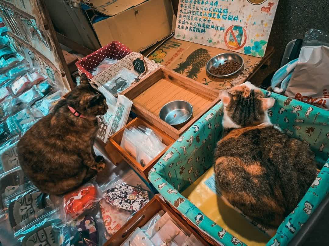 猴硐貓村 | 去趣 chicTrip