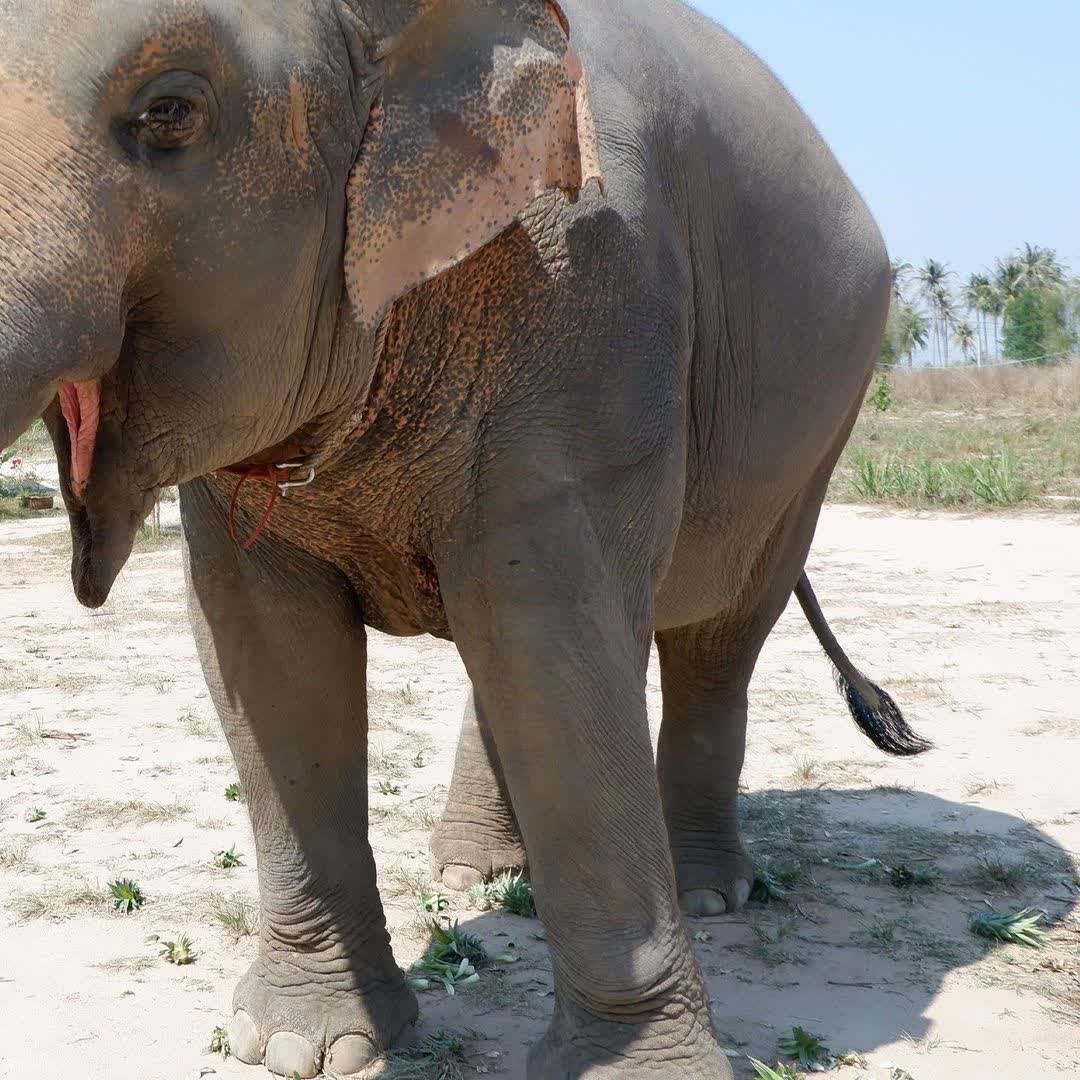 Office Elephant Jungle Sanctuary Pattaya | 去趣 chicTrip