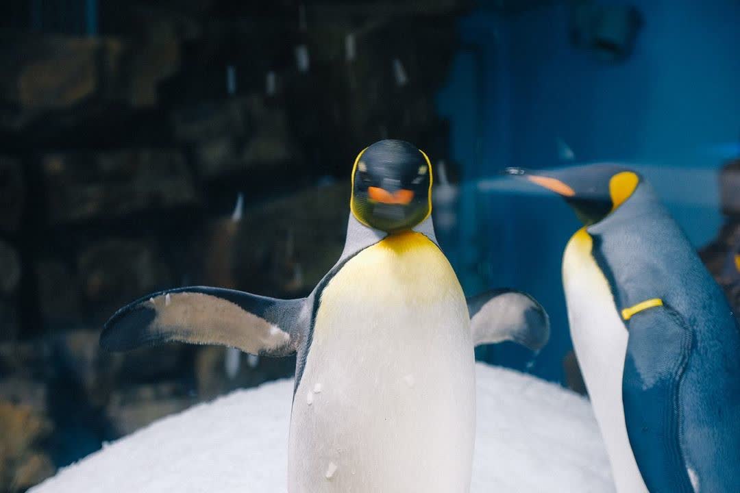 Xpark 水族館 | 去趣 chicTrip