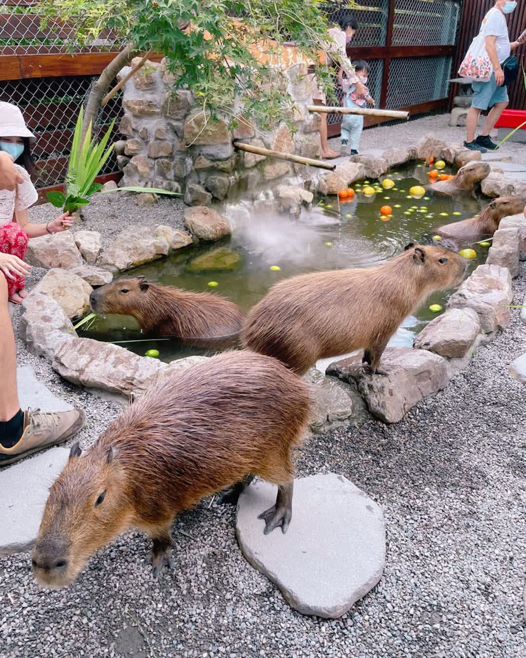 張美阿嬤農場（月森甯手作工坊） | 去趣 chicTrip
