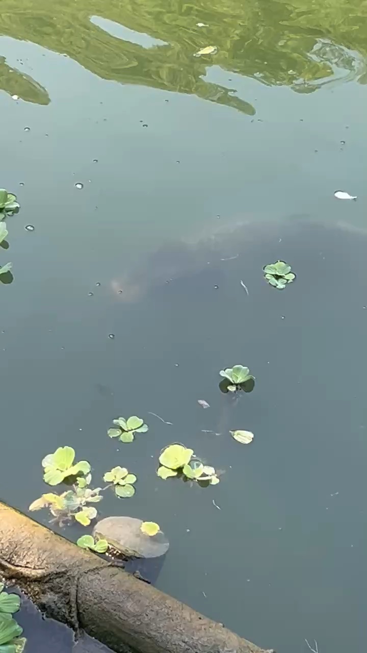 望龍埤 | 去趣 chicTrip