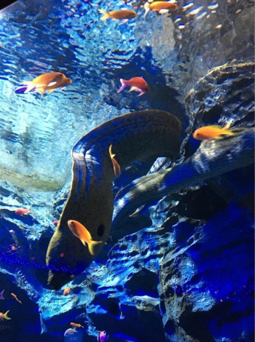 Singapore Oceanarium | 去趣 chicTrip