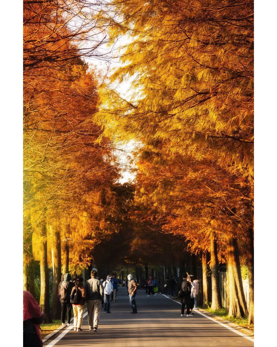 落羽松大道 | 去趣 chicTrip