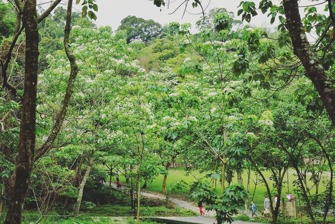 荷苞山桐花公園