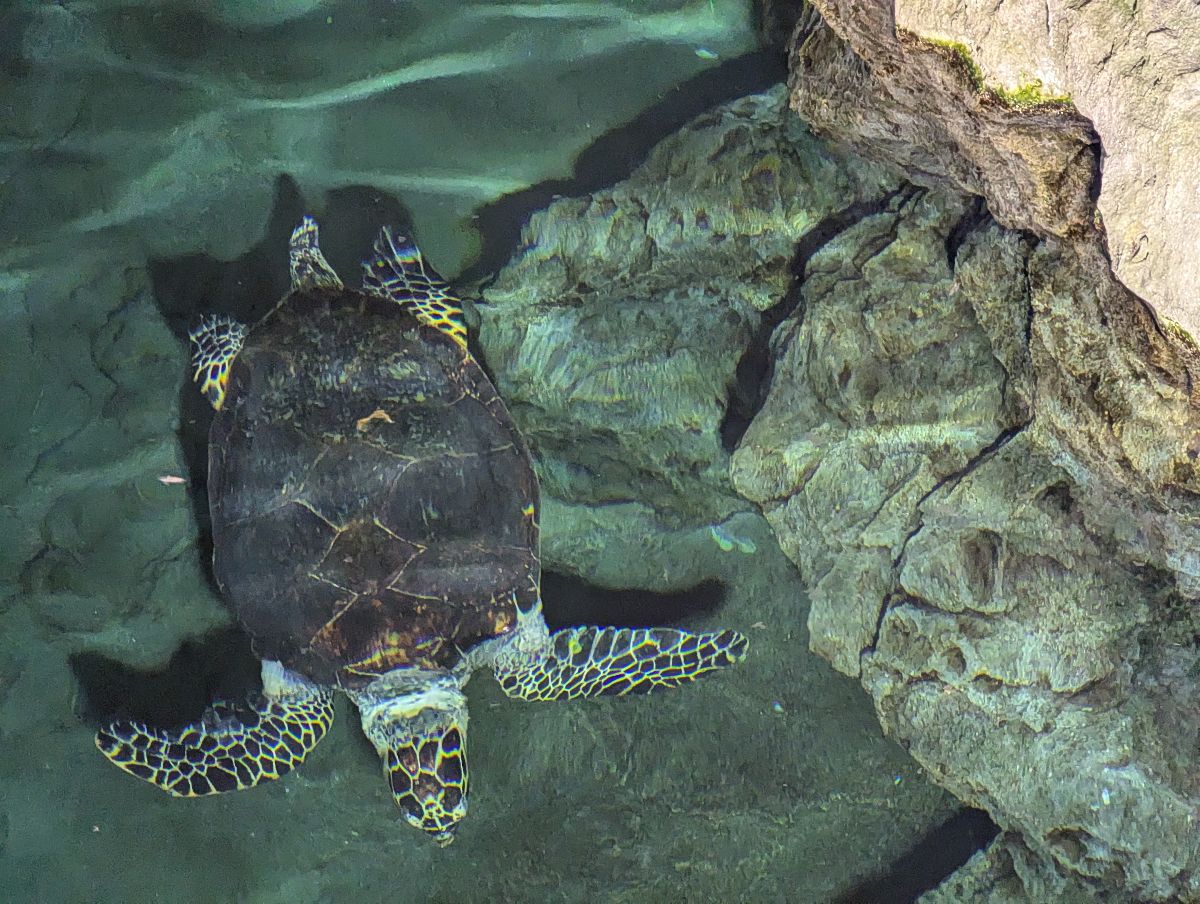 名古屋港水族館 | 去趣 chicTrip