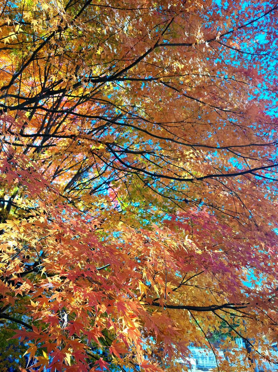 新倉山淺間公園 | 去趣 chicTrip