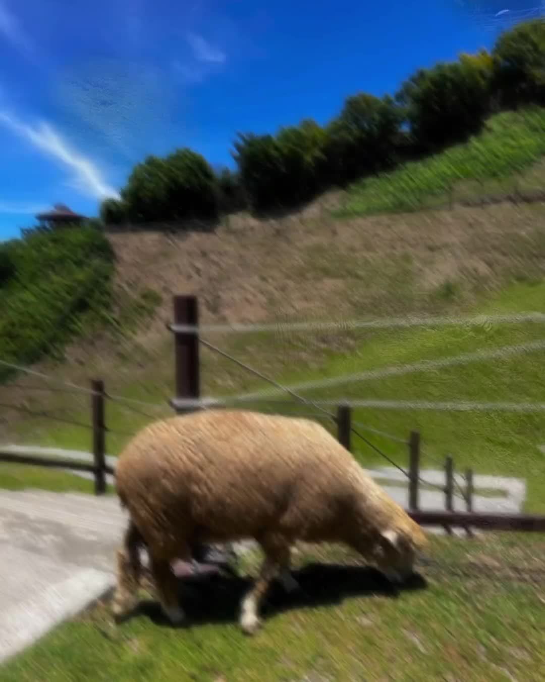 清境農場青青草原 | 去趣 chicTrip