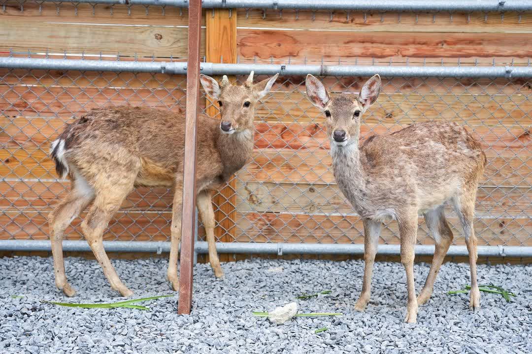墾丁鹿ㄦ島水豚生態園區 | 去趣 chicTrip