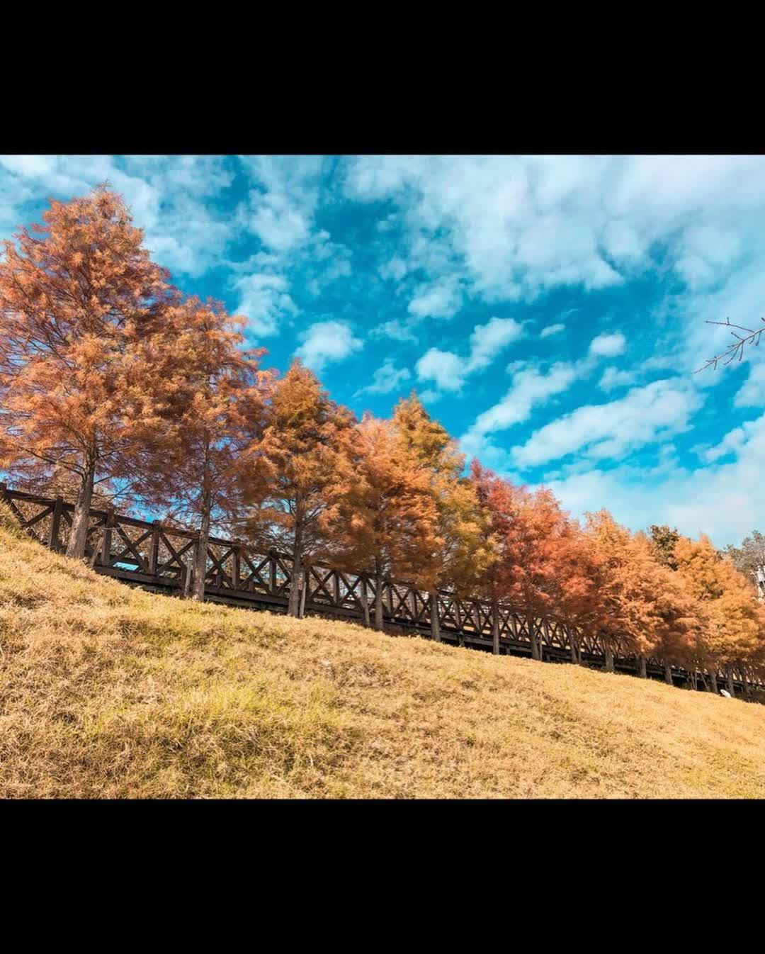 清境農場綿羊秀 | 去趣 chicTrip