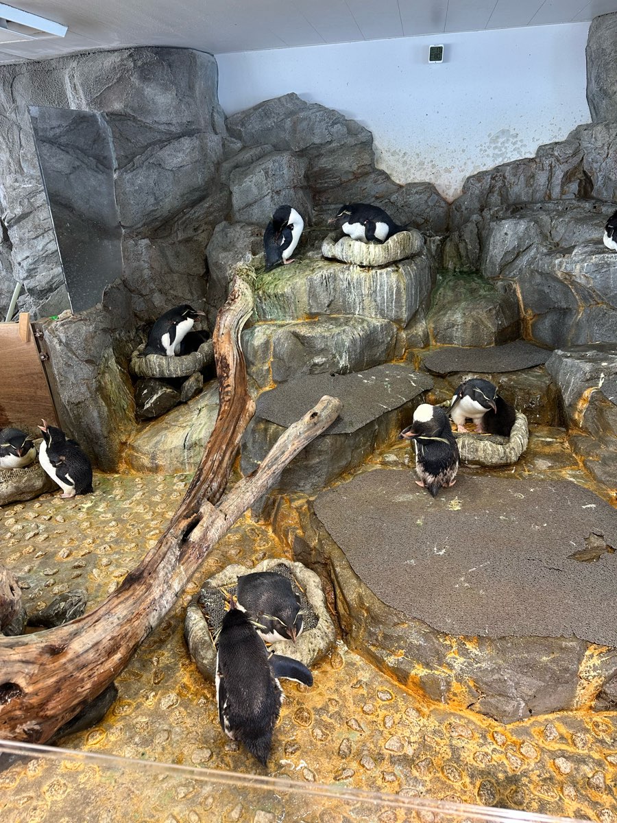 海遊館 | 去趣 chicTrip