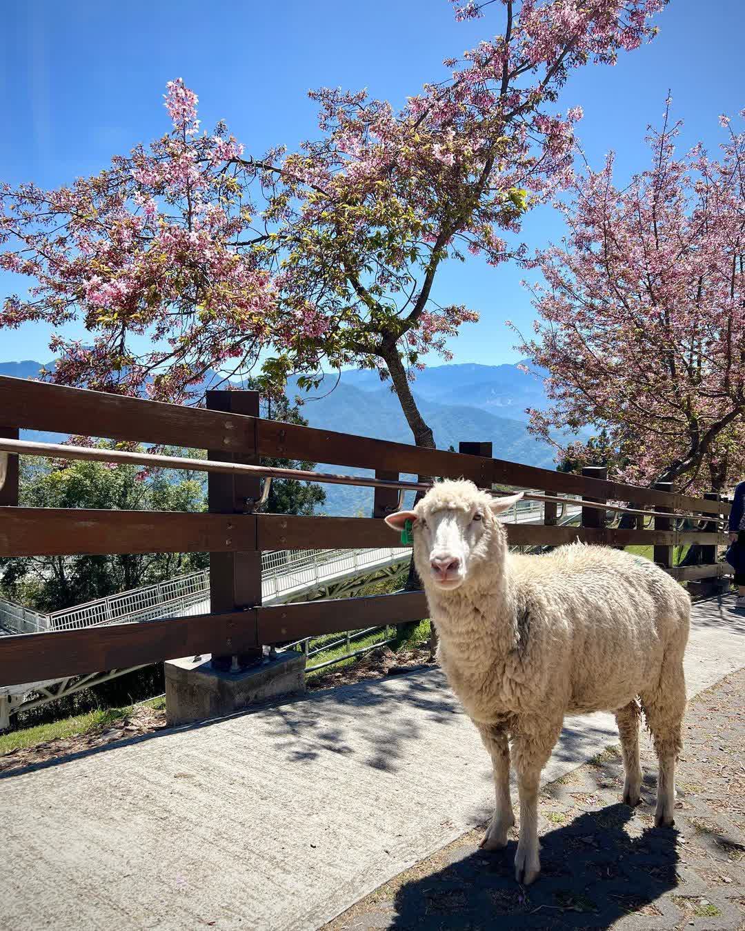 清境農場青青草原 | 去趣 chicTrip