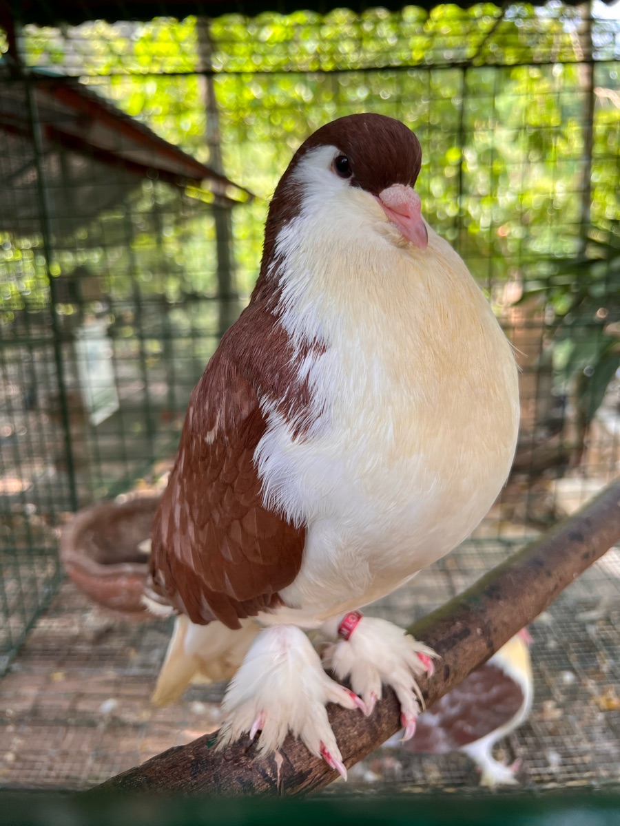 PUGAD Pugo Adventure | 去趣 chicTrip