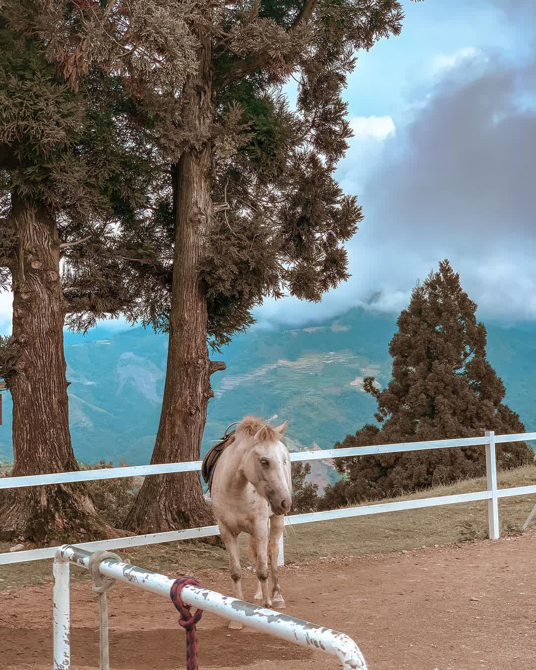 清境農場觀山牧區 | 去趣 chicTrip