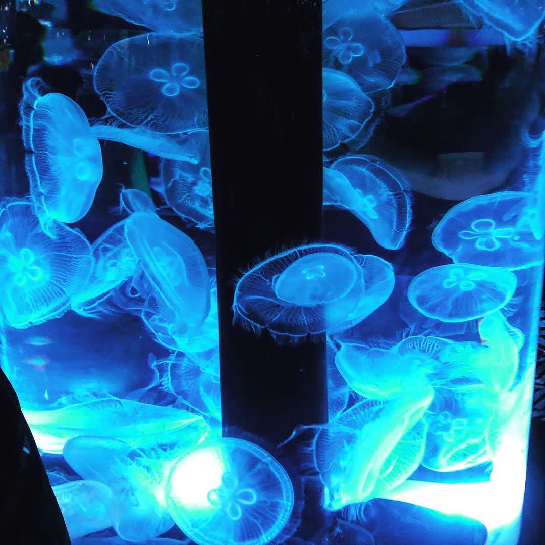 Xpark 水族館 | 去趣 chicTrip