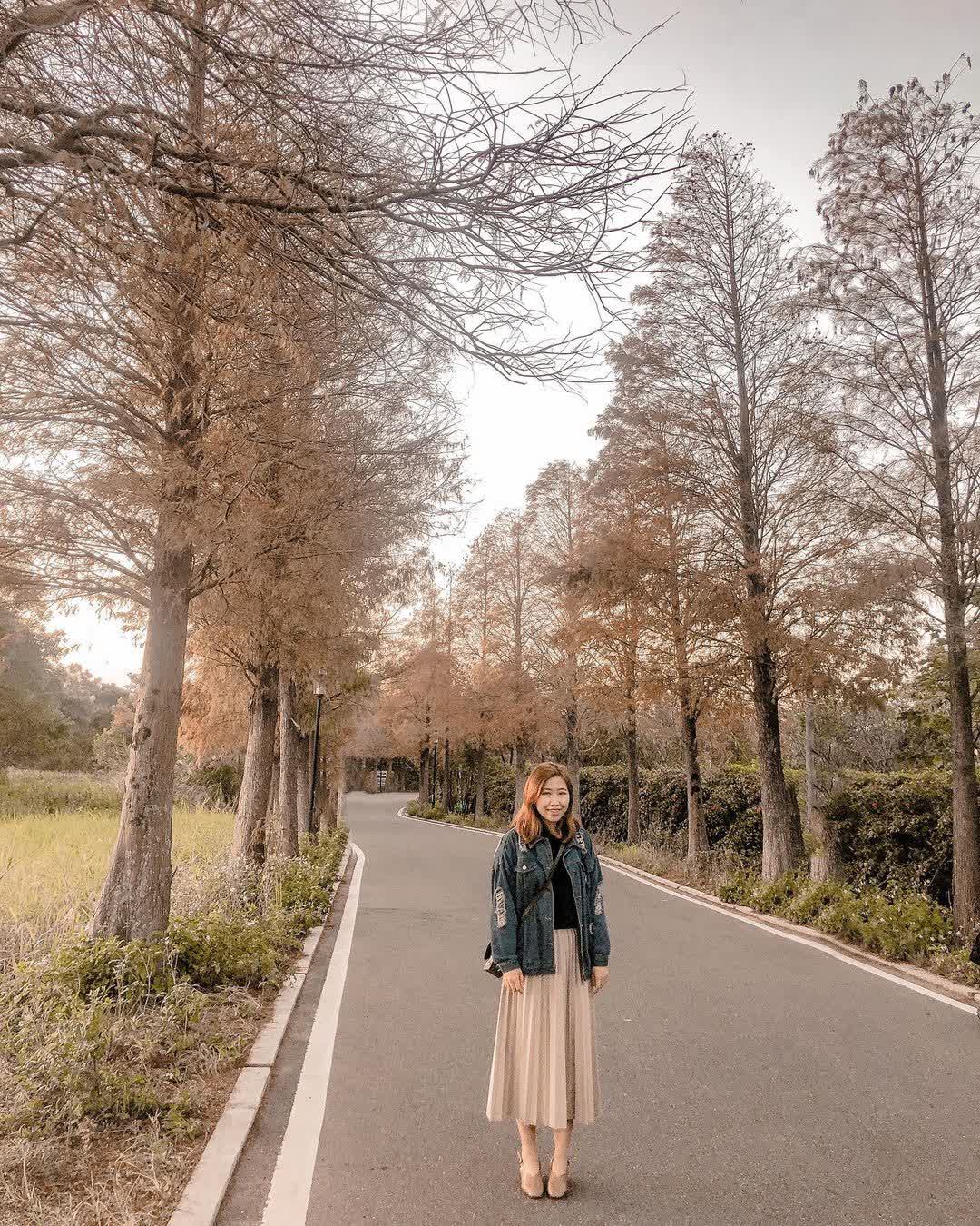 落羽松大道 | 去趣 chicTrip