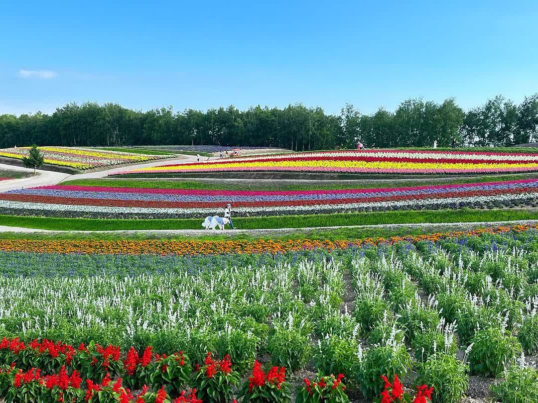 四季彩之丘 | 去趣 chicTrip