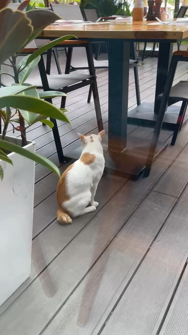 富國島韋弗利瑞享度假村 (Mövenpick Resort Waverly Phu Quoc) | 去趣 chicTrip