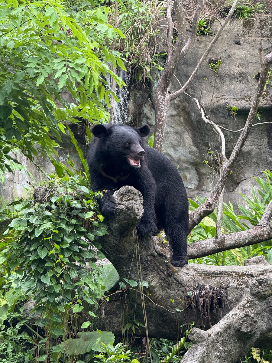 臺北市立動物園 | 去趣 chicTrip