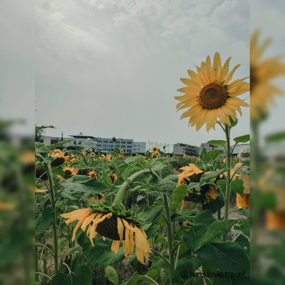 潭雅神綠園道 | 去趣 chicTrip