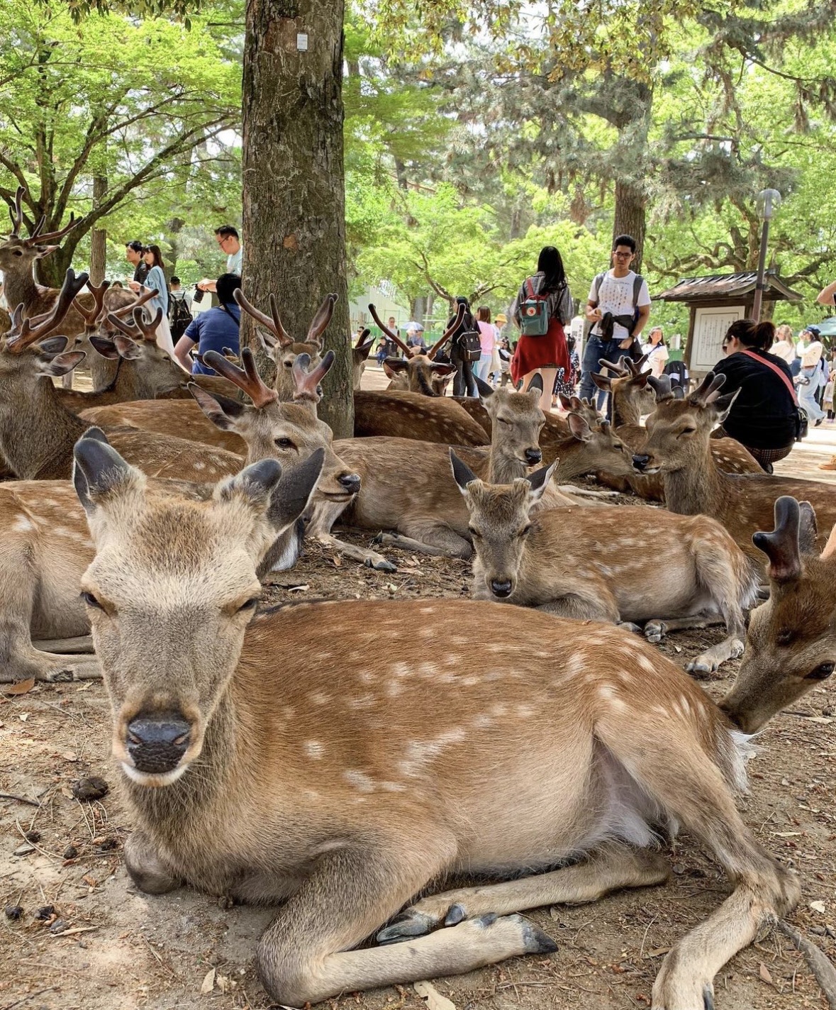 奈良公園 | 去趣 chicTrip