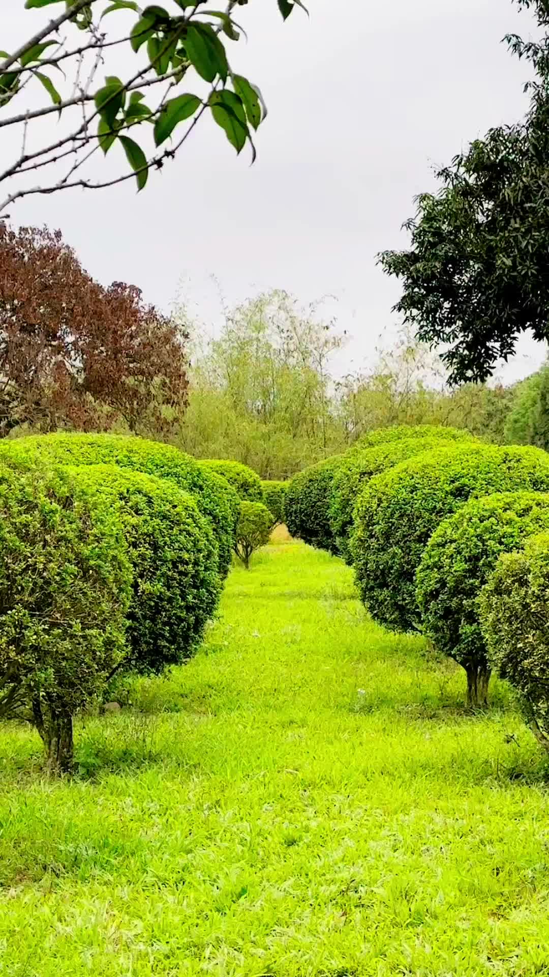 古坑綠色隧道公園