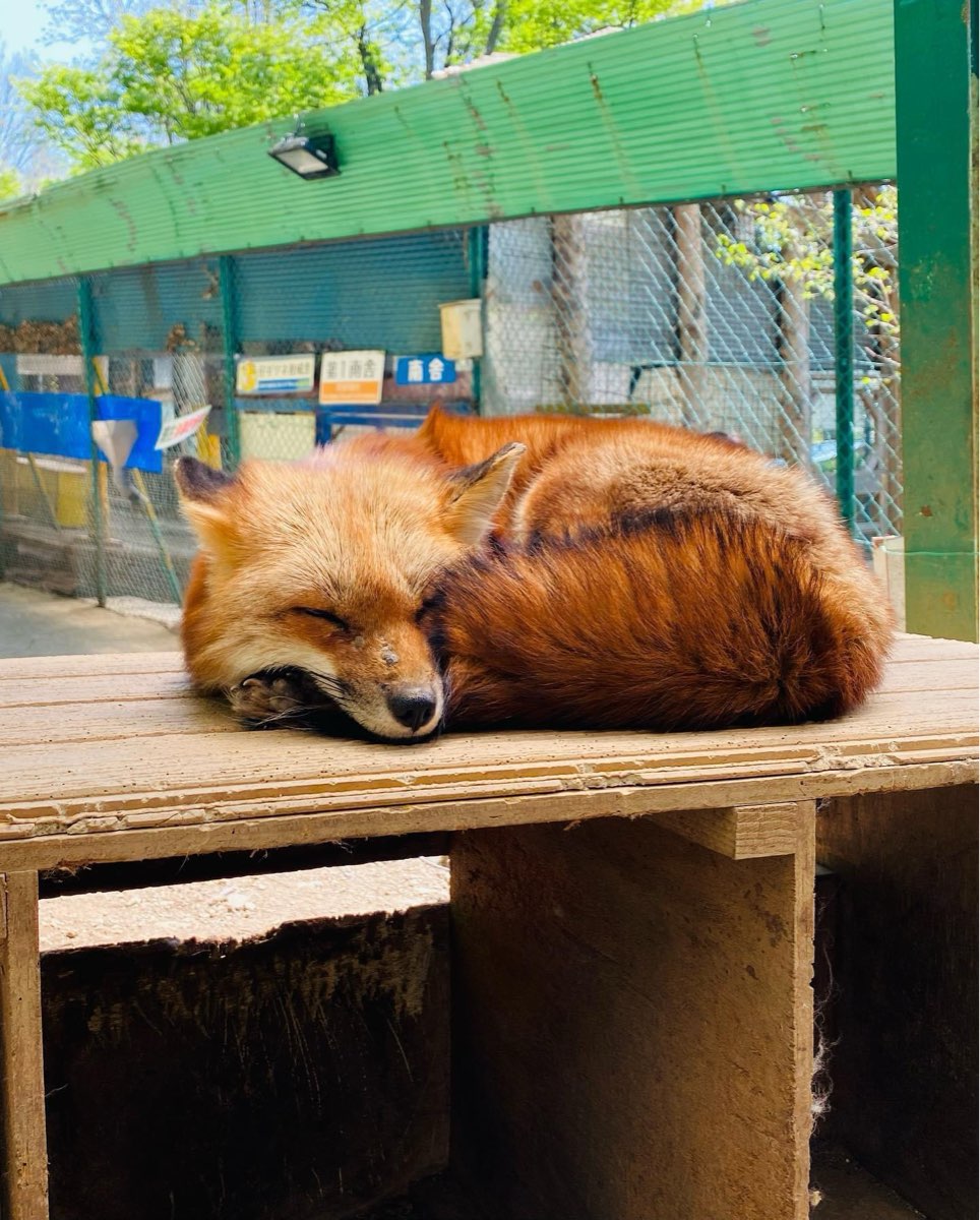 宮城藏王狐狸村 | 去趣 chicTrip