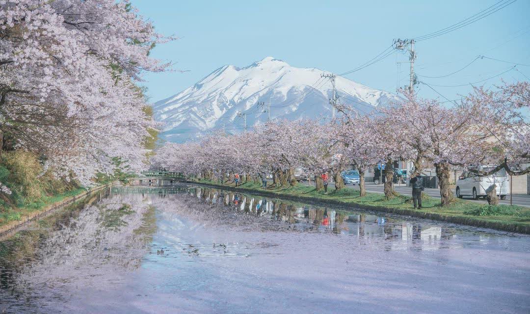 弘前公園 | 去趣 chicTrip