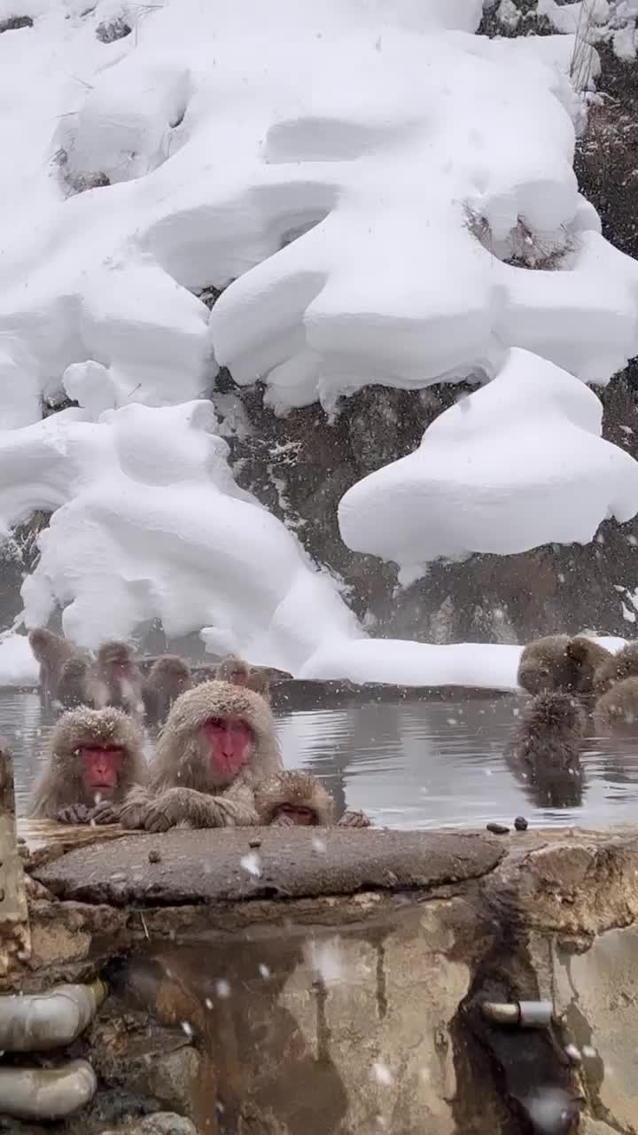 地獄谷野猿公苑 | 去趣 chicTrip