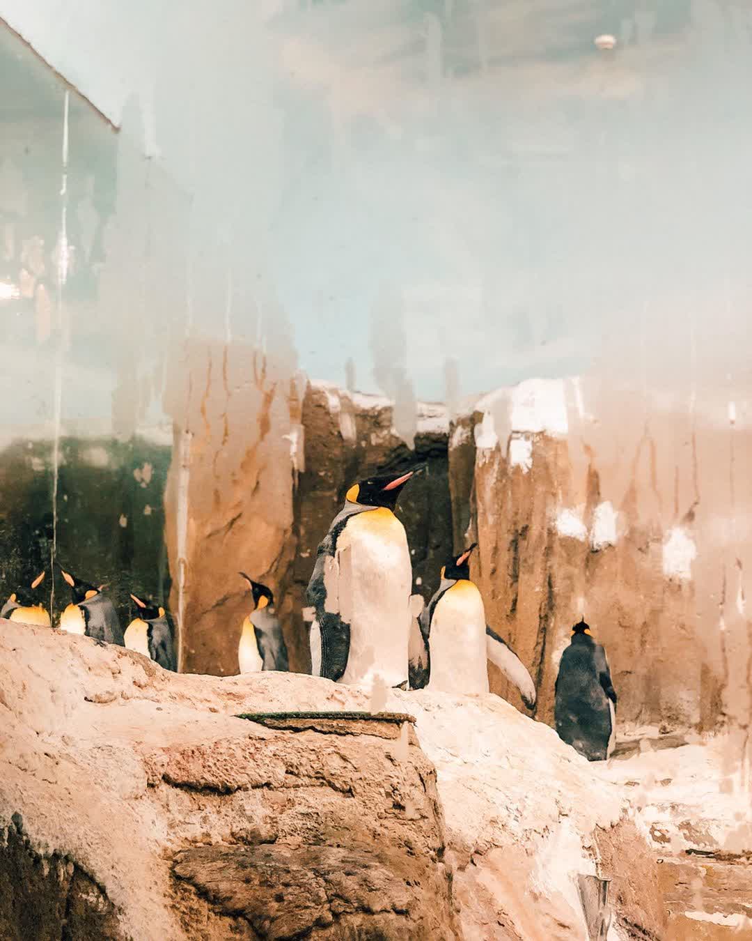 臺北市立動物園 | 去趣 chicTrip