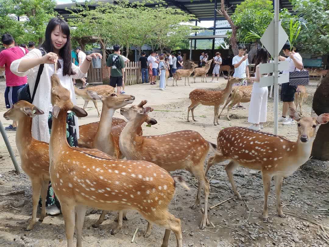 鹿境梅花鹿生態園區丨門票消費最高折抵140丨梅花鹿、水豚互動餵食丨室內親子DIY區丨親子遊戲區丨甜鹹輕食霜淇淋供應丨超可愛獨家紀念品丨奶茶、咖啡好喝 | 去趣 chicTrip