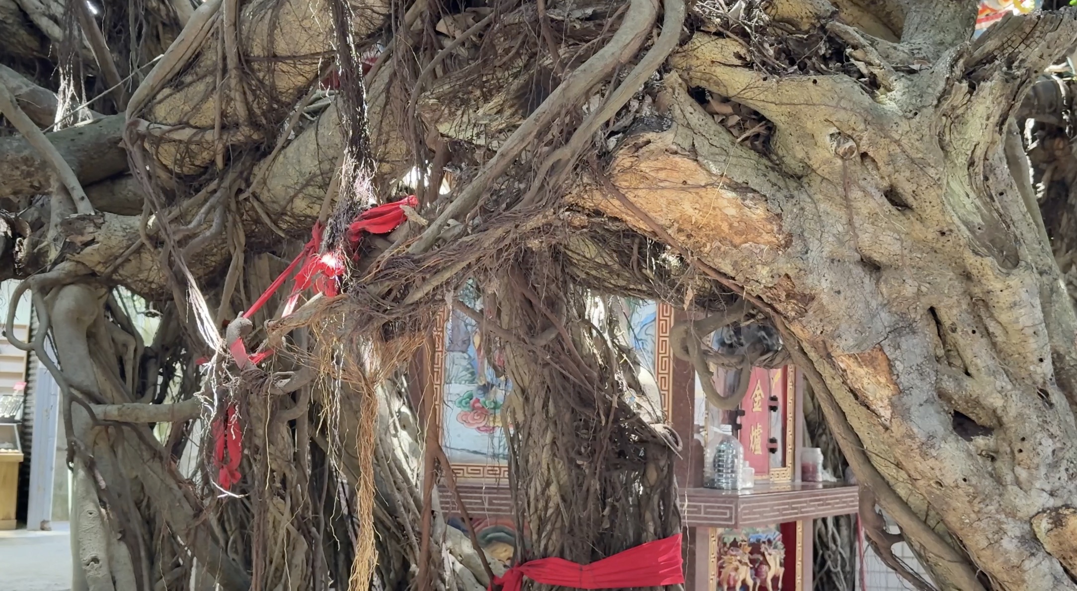 通梁古榕 | 去趣 chicTrip