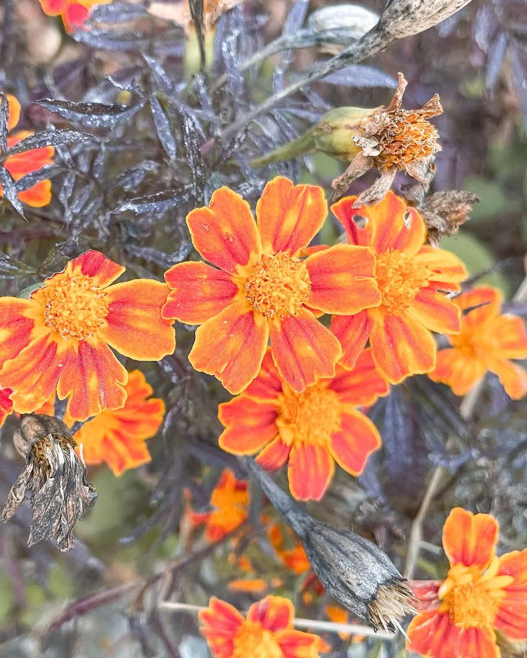 司馬庫斯 | 去趣 chicTrip