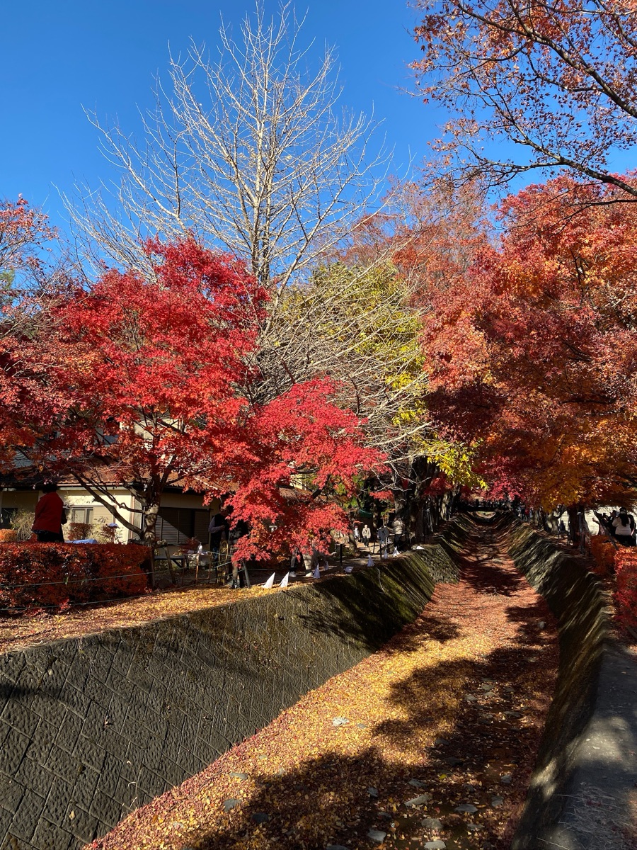 河口湖楓葉迴廊 | 去趣 chicTrip