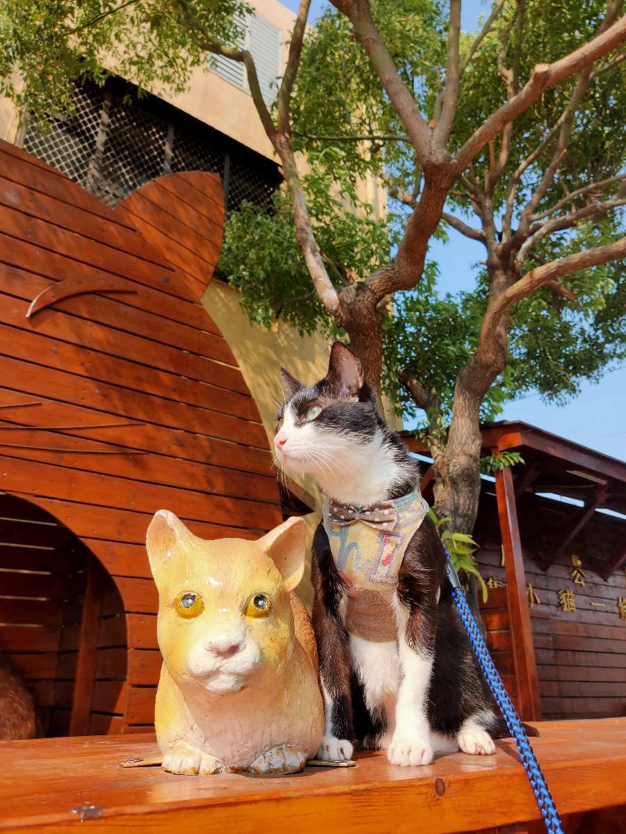 屋頂上的貓 | 去趣 chicTrip