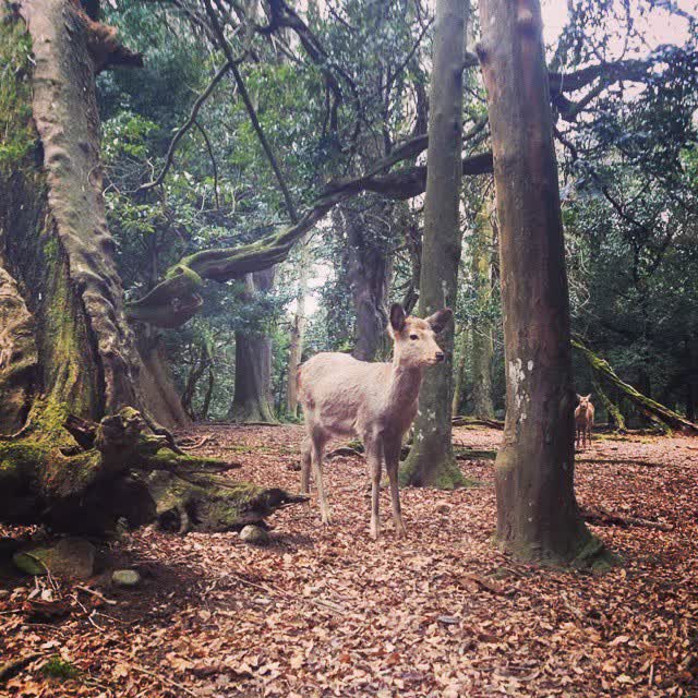 奈良公園 | 去趣 chicTrip