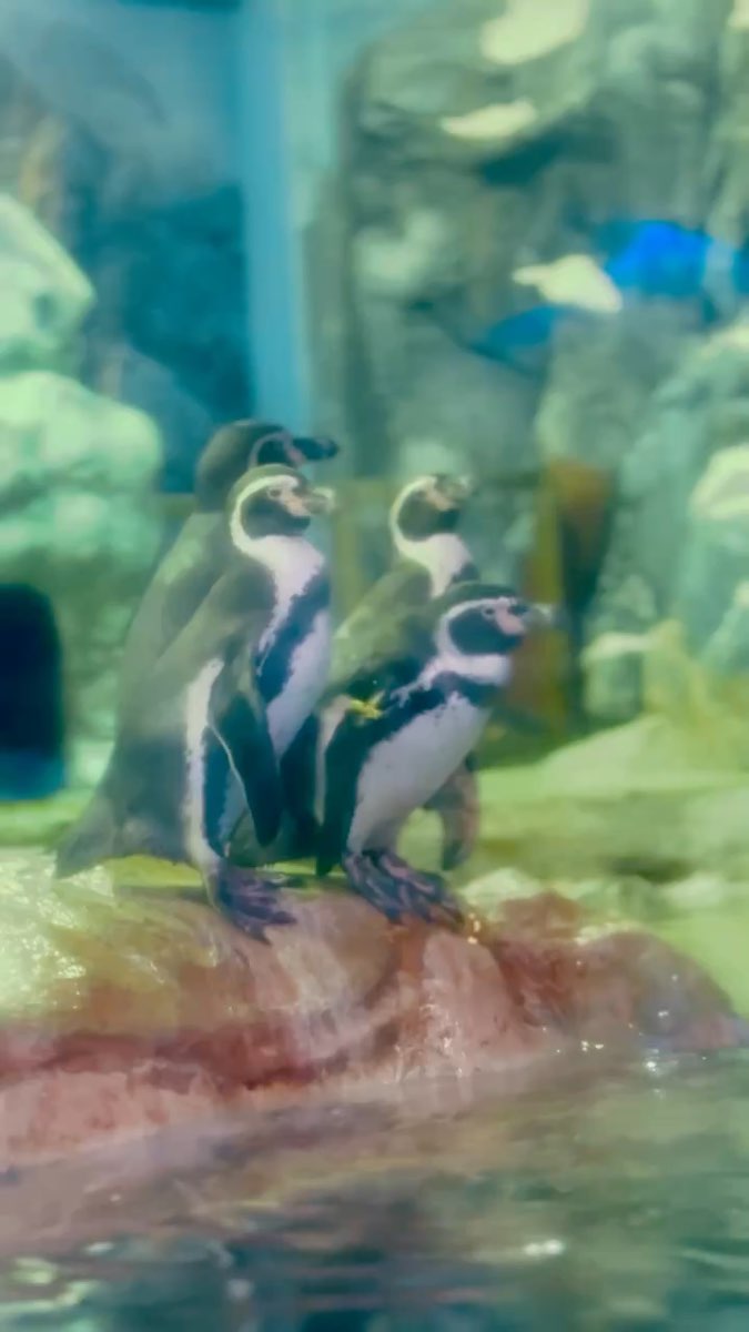 SEA LIFE COEX, Seoul Aquarium | 去趣 chicTrip