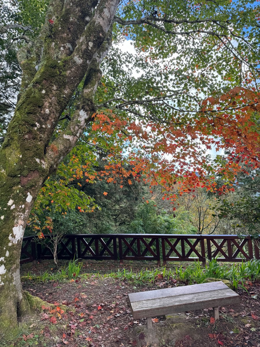 阿里山國家森林遊樂區 | 去趣 chicTrip