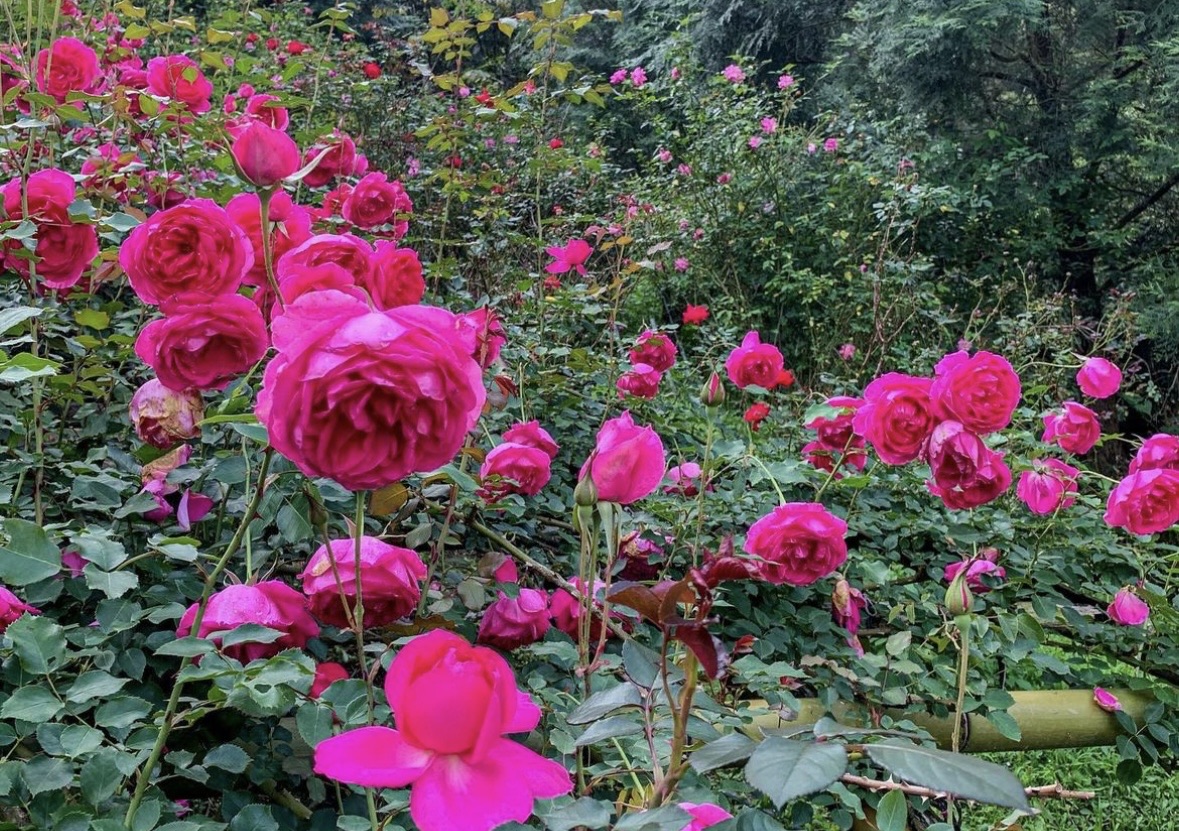 雅聞七里香玫瑰森林 | 去趣 chicTrip