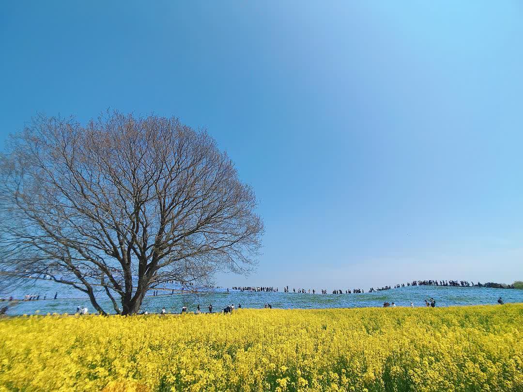 國營常陸海濱公園 | 去趣 chicTrip