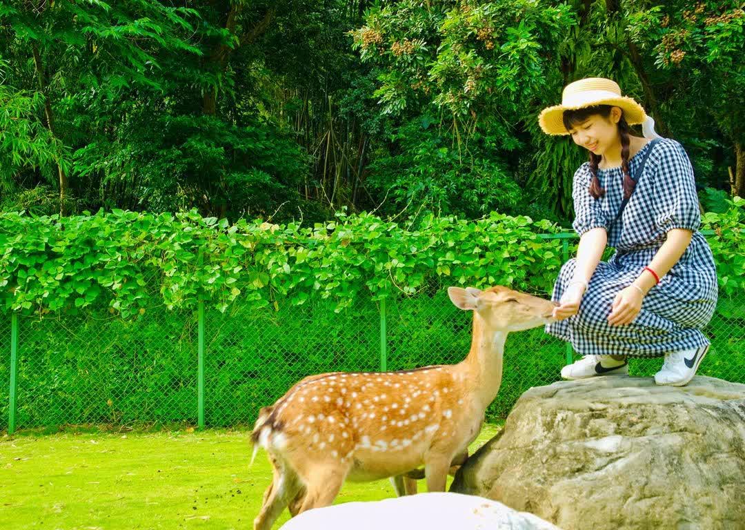 逐鹿傳說梅花鹿園 | 去趣 chicTrip