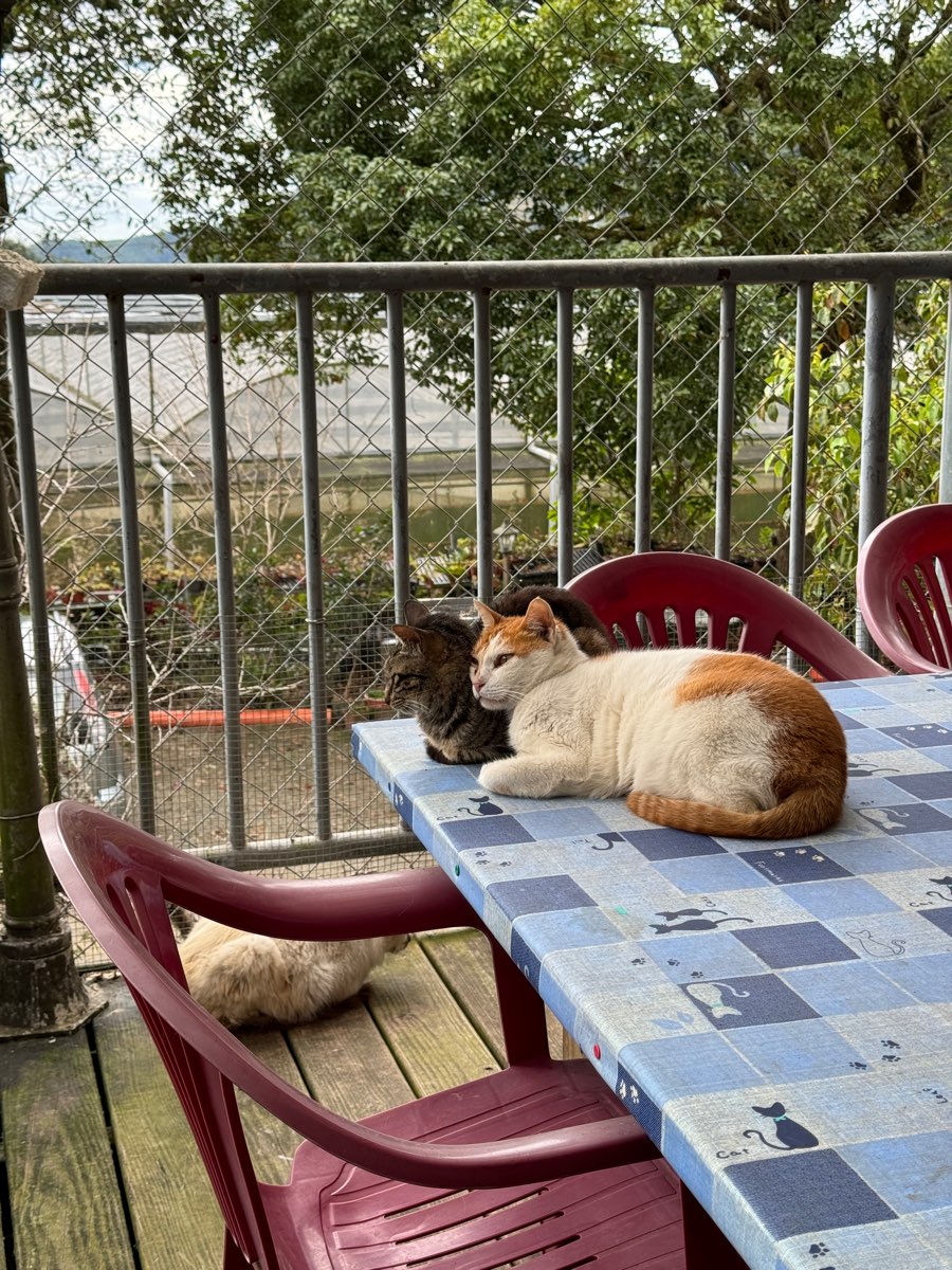 阿里山初日 | Alishan Sunrise | 去趣 chicTrip